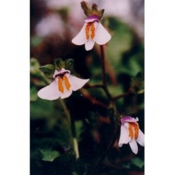 Natur Flight essenza naturale per settimo chakra e meditazione 15 ml