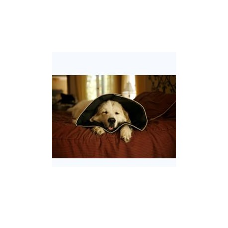 Come S Mette Un Collare D Elsabetta? - YouTube