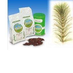 Specchiasol Equiseto sommità per tisane, infusi e decotti drenanti 1000 g