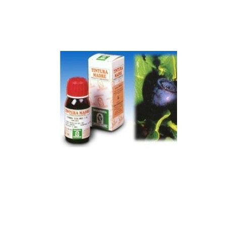 Specchiasol Mirtillo 31 tintura madre 50 ml Specchiasol Mirtillo 31 tintura madre 50 ml