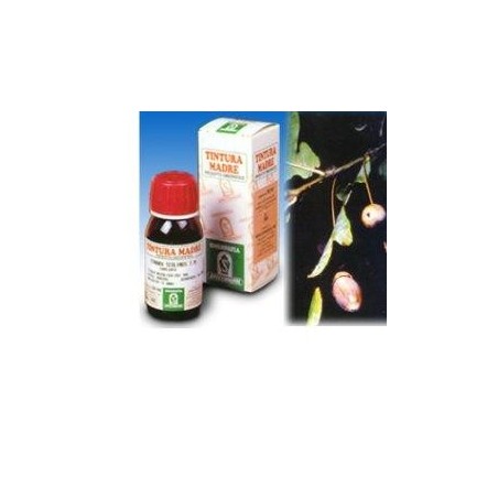 Specchiasol Quercia Marina 14 tintura madre 50 ml Specchiasol Quercia Marina 14 tintura madre 50 ml