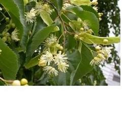 Adamah EIE Tiglio Estratto Idroenzimatico per sonno e stress 30 ml