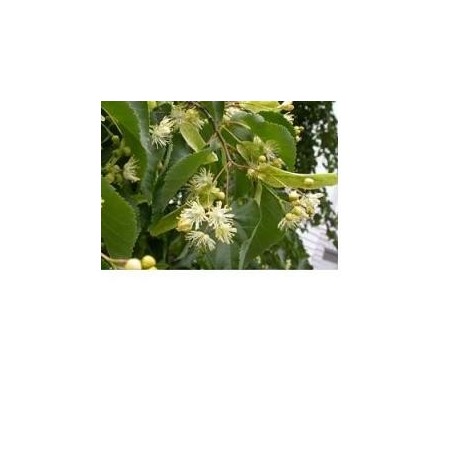 Adamah EIE Tiglio Estratto Idroenzimatico per sonno e stress 30 ml Adamah EIE Tiglio Estratto Idroenzimatico per sonno e stress 30 ml