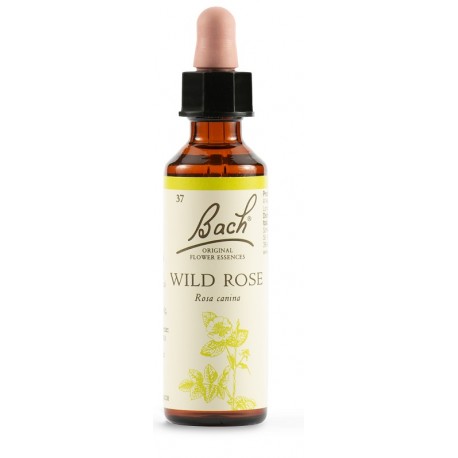 Schwabe Pharma Wild Rose Fiori di Bach per decisione e motivazione 20 ml