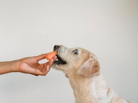 Alimenti per Cani e Gatti