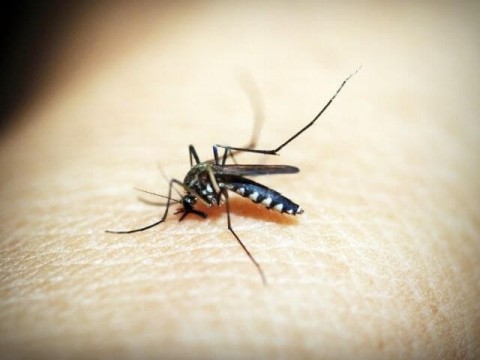 Anti Zanzare e Repellenti