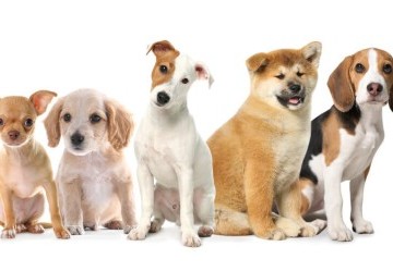 Giardia nel cane: come riconoscere i sintomi e curarla
